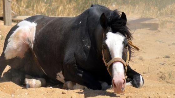 ضبط شخصين لاتهامهما بتجهيز لحم حصانا لبيعه للمواطنين ببني سويف