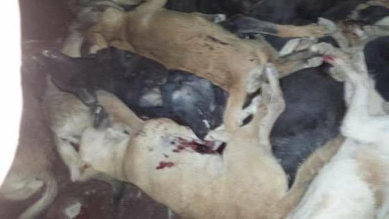 بالصور.. قتل 92 كلبا ضالا بمدينة بني سويف