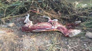 دواب نافقة .أرشيفية