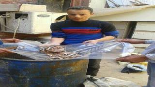 بالصور ضبط 50 ك سردين فاسد وتوابل مغشوشه بمدينة الفشن بنى سويف