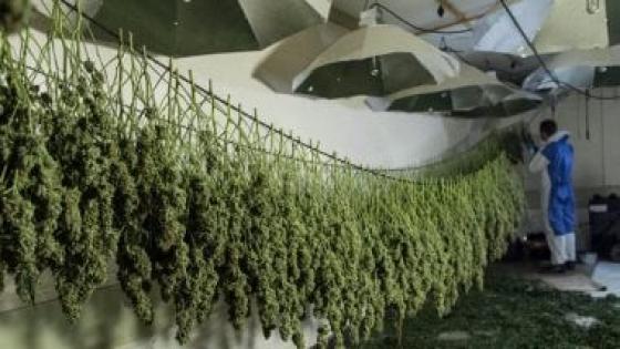 ضبط أكبر مصنع لتصنيع الحشيش بالقنطرة غرب بالإسماعيلية