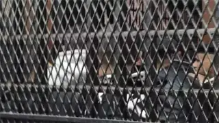 تأجيل محاكمة 6 متهمين بخلية داعش السلام لجلسة 19 أبريل