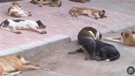 تأييد حكم السجن 6 أشهر لملثم حدائق الأهرام المهتم بالاعتداء على الكلاب