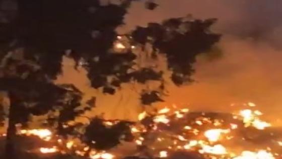 اندلاع حريق بأشجار بمحيط المتحف الزراعي بالدقي والدفع بـ10 سيارات إطفاء
