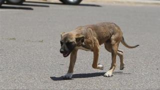 كلب ضال يعقر فنانًا تشكيليًا أمام محطة سانت تريزا بالقاهرة