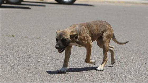 كلب ضال يعقر فنانًا تشكيليًا أمام محطة سانت تريزا بالقاهرة