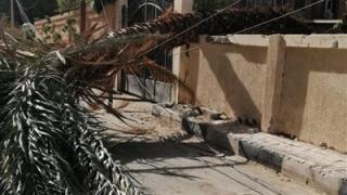 بعد سقوط نخلة عليها.. تفاصيل وفاة طالبة طب بيطري بالشرقية