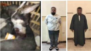 الأمن بالقاهرة يضبط مرتكبي تعذيب وقتل كلب بعد انتشار فيديو صادم