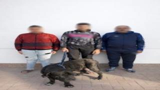 ضبط شخص وأسرته بالإسكندرية لتعديهم على سيدة واستخدام كلب في الترويع