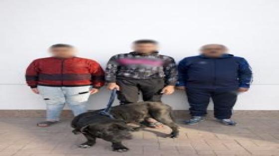 ضبط شخص وأسرته بالإسكندرية لتعديهم على سيدة واستخدام كلب في الترويع