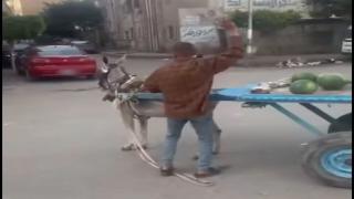 حبس بائع خضروات بعد التعدي على حمار في البحيرة
