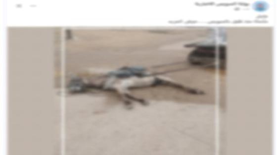 الداخلية توضح حقيقة نفوق حمار أمام مدرسة بالسويس