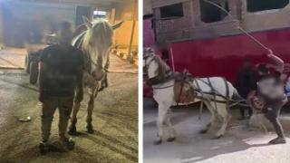 ضبط متهم بتعذيب حصان بالكرباج في القليوبية بعد تداول فيديو صادم