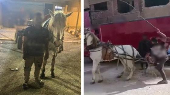 ضبط متهم بتعذيب حصان بالكرباج في القليوبية بعد تداول فيديو صادم