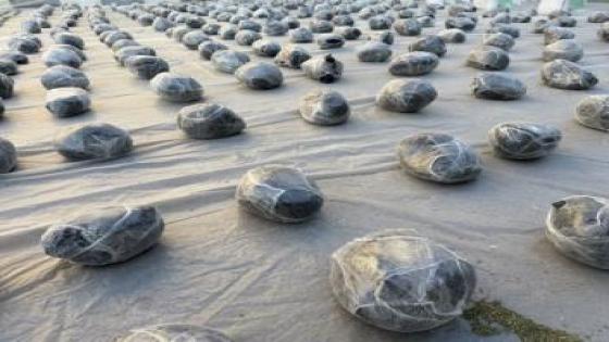 سقوط تشكيل عصابي في السويس بحوزته 2 طن مخدرات بقيمة 116 مليون جنيه