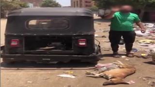 الداخلية تكشف ملابسات فيديو سحل كلب ضال بالجيزة.. وضبط السائق