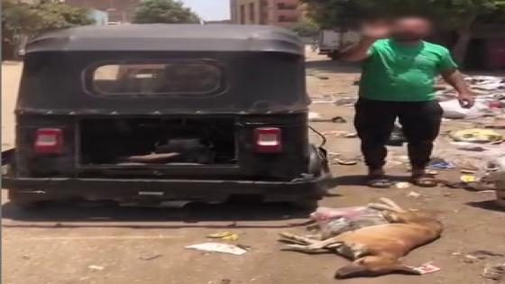 الداخلية تكشف ملابسات فيديو سحل كلب ضال بالجيزة.. وضبط السائق