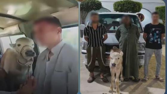 بسبب رأس ماشية داخل ميكروباص.. ضبط 3 أشخاص بعد تداول فيديو بالبحيرة