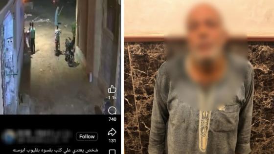 ضبط خفير خصوصي لاعتدائه على كلب بعصا خشبية بقليوب.. واعترف: “عض زوجتي” 