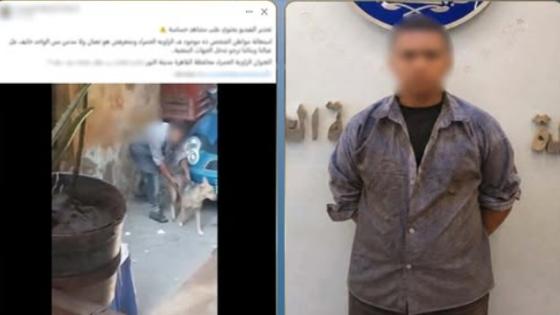 ضبط صغير بعد تداول فيديو أثناء التعدي على كلب ضال بالقاهرة