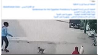 الأمن يكشف ملابسات فيديو ضرب كلب بالإسماعيلية ويضبط المتهم