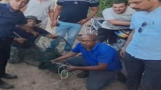 العثور على التمساح الهارب في شبرامنت بعد يومين من البحث المكثف