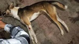 الأمن يكشف ملابسات فيديو تجميع الكلاب الضالة فى السويس