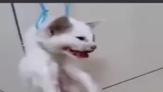 “بيضرب القطط وياكلها”.. تفاصيل مثيرة بعد ضبط “أبو نوح” سفاح الحيوانات الأليفة