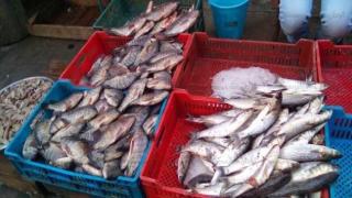 ضبط 180 كيلو سردين فاسد داخل محل أسماك ببنى سويف ‎