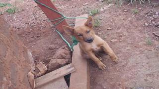 كلب المطرية- صورة أرشيفية