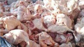 دواجن فاسدة .أرشيفية