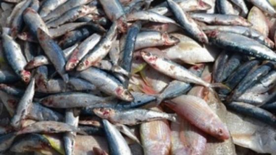 ضبط 70 طن أسماك غير صالحة للاستخدام الادمى فى البحيرة