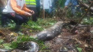 ثعبان يبتلع امراة فى أندونيسيا