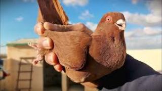 ضبط لص سرق 20 جوز حمام من فوق السطوح