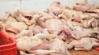 دواجن فاسدة