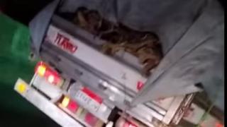 الأمن يفحص فيديو كلاب مقتـ.ولة على محور 26 يوليو