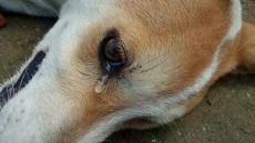 صورة تعذيب كلب