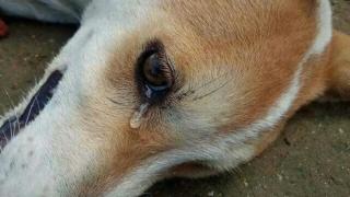 صورة تعذيب كلب