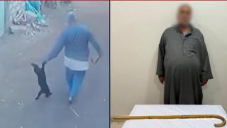 القبض على عامل ضرب قطة بالشرقية