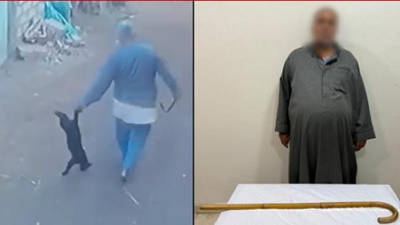 القبض على عامل ضرب قطة بالشرقية