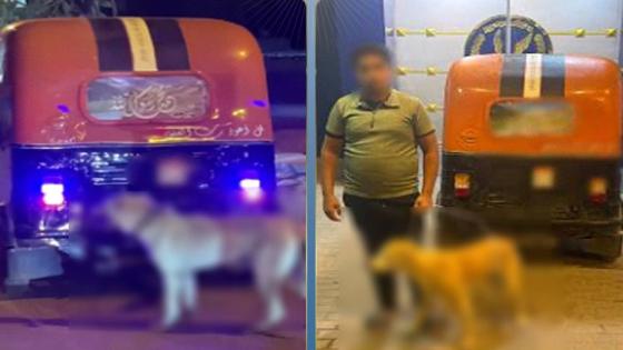 ضبط سائق توك توك بالبحيرة بعد سحل كلب مربوط بالمركبة بدعوى المزاح