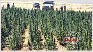 وزارة الداخلية تحرق حدائق الشيطان وتبيد 125 فدان من البانجو